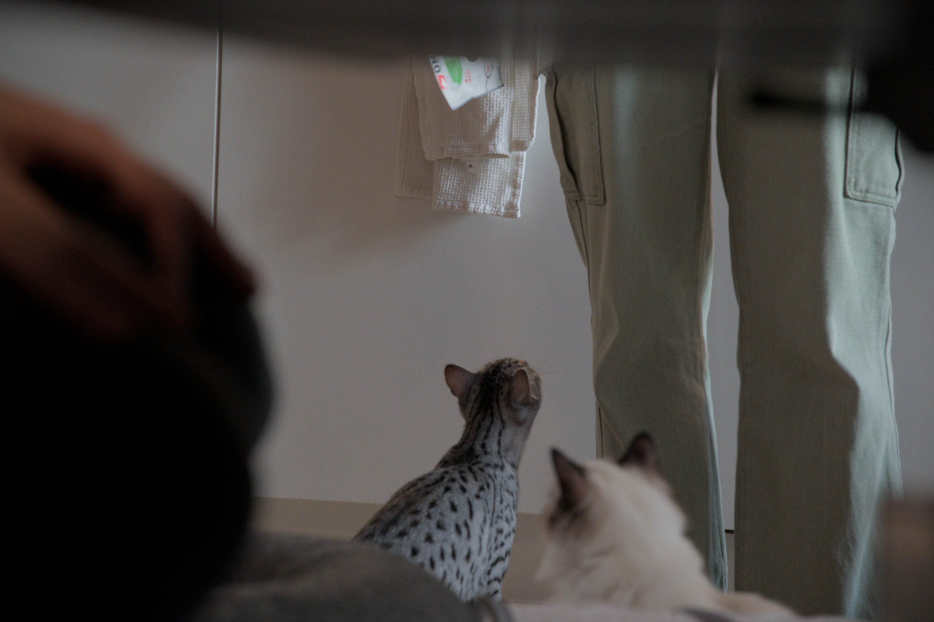 2025/10/12 - cats/DSC_0065.jpg